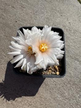 Preview: Thelocactus hexaedrophorus